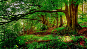 陽光穿過鬱鬱蔥蔥的綠色森林，地面長滿苔蘚，樹木高聳入雲。 — 綠色樹木動畫 壁紙