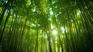 陽光穿過茂密森林中高大的竹子。 — 竹子 壁紙
