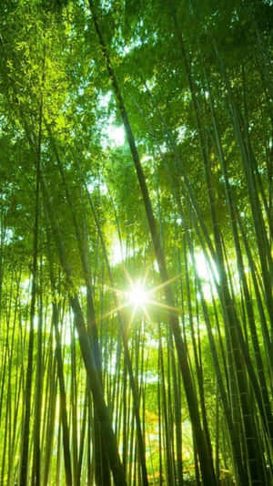 陽光穿過森林中高大的綠色竹子。 — 陽光 壁紙