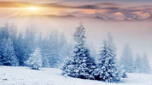 霧氣瀰漫的山谷中積雪的松樹，日出時分 — 雪景 GIF 壁紙