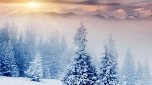 日出時分，霧氣瀰漫的山谷中白雪覆蓋的松樹。 — 冬季美學 壁紙