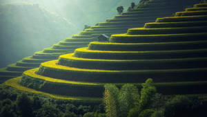 在陽光下閃耀的梯田，一間小屋隱藏在彎曲之中。