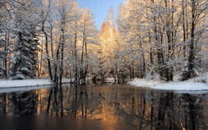 積雪的樹木在金色陽光下倒映在平靜的冬日河流中。 — 冬季風景 壁紙
