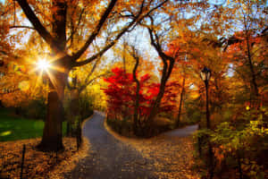 在明亮的陽光下，穿過鋪滿金黃和紅色樹葉的秋季公園的蜿蜒小徑。 — MacBook Pro M3 壁紙