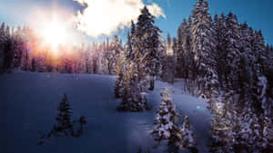 陽光穿過雲層，照耀在冬季森林中積雪的松樹上。 — 冬季風景 壁紙