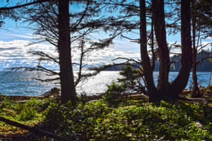高大的松樹勾勒出在部分多雲的天空下閃閃發光的藍色海洋的景色。 — MacBook Air 壁紙