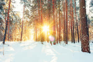 陽光透過冬季森林中積雪的松樹照射進來。 — 冬季風景 壁紙