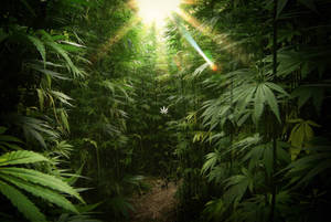 陽光穿過茂密森林中的高大麻植物。 — 植物美學 壁紙