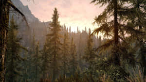 陽光穿過松樹，照射在霧氣瀰漫的山林中的日出時刻。 — 冬季風景 壁紙