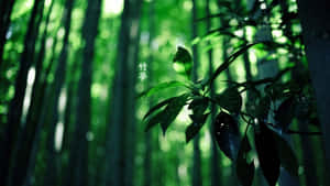 陽光穿過綠葉的竹林 — 竹子 壁紙