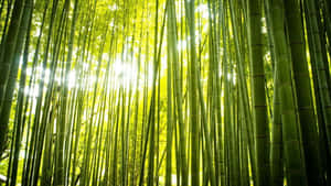 陽光穿過茂密的竹林，形成充滿活力的綠色樹冠。 — 竹子 壁紙