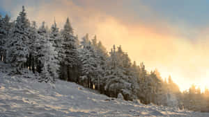 積雪的松樹林沐浴在金色日出光線中，穿過薄霧。 — 冬季風景 壁紙