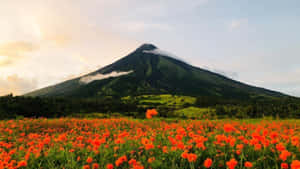 日落時分，鮮豔的橙色花朵在 towering 的綠色火山前盛開。 — 山脈 壁紙