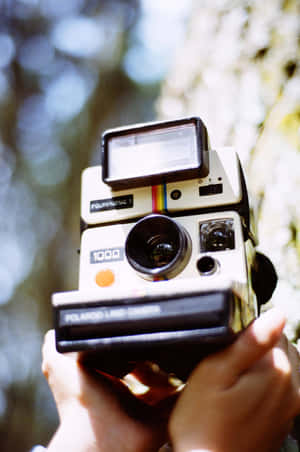 在陽光普照的森林中，雙手拿著一部復古Polaroid Land Camera 1000。 — 小米平板 7 Ultra 壁紙