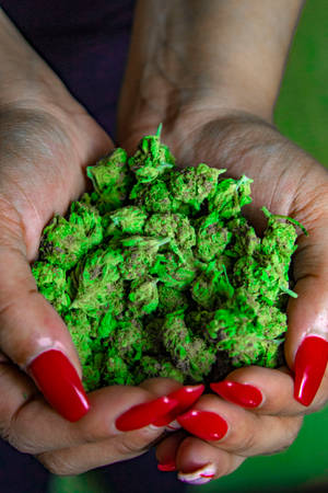 紅色指甲的手捧著綠色大麻花蕾。 — 大麻 壁紙