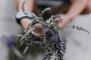 雙手捧著一束紫色薰衣草花。 — 薰衣草 壁紙