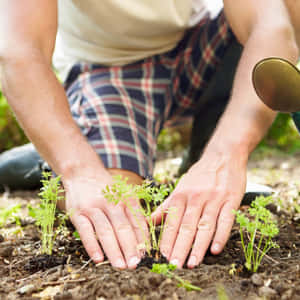 人用雙手和噴壺在花園泥土中種植小綠苗。 — 花園 壁紙