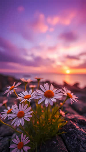 日落時岩石上的雛菊，紫橙色天空與大海 — 1440x2560 壁紙