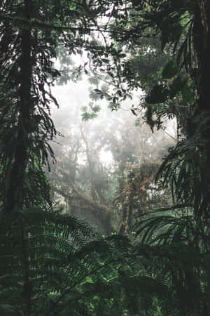 雨林背景 — 森林景觀 壁紙