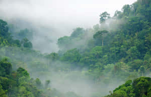 雨林背景 — 森林景觀 壁紙