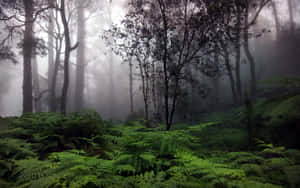 雨林背景 — 森林景觀 壁紙