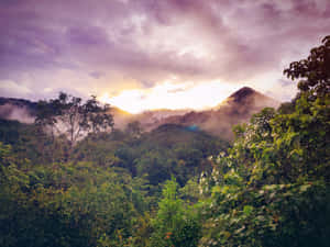 雨林背景 — 森林景觀 壁紙