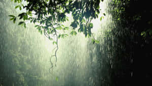 陽光穿過雨水和樹枝，灑落在森林中。 — 下雨 壁紙