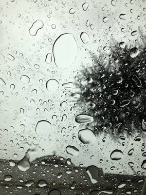 窗戶上的雨滴和背景中模糊的樹木。 — 透明 壁紙