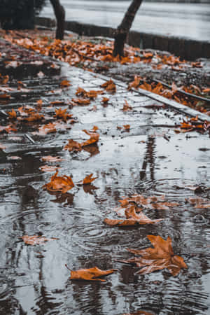 灰色天空下潮濕的人行道，有掉落的橙色樹葉和雨滴漣漪 — POCO Pad 壁紙