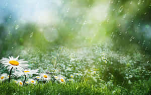 白色雛菊在柔和的陽光下，於雨濕的綠草中盛開。 — 2560x1600 壁紙