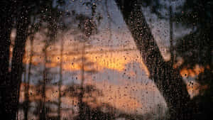 窗戶上的雨滴，顯示樹後的日落。 — 下雨 壁紙
