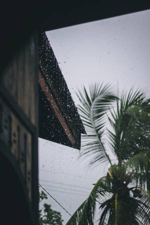 雨落在屋頂上，背景有一棵棕櫚樹。 — 下雨 壁紙