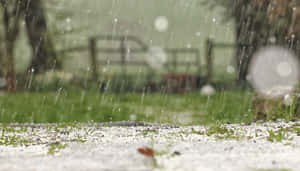 雨和雪落在草地上，背景有樹木和籬笆。 — 草地 壁紙
