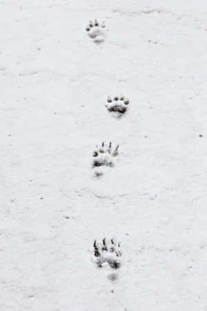 雪景美圖 — 低對比 壁紙