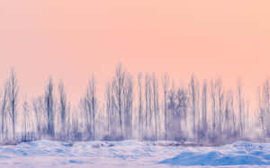 雪地裡有光禿禿的樹木，襯著粉紅色日出天空。 — 日出 壁紙
