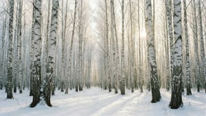 一片覆蓋著新雪的樺樹林，景色優美。
