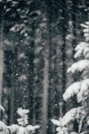 雪花在寧靜的森林中飄落，樹枝上覆蓋著積雪。 — 冬季美學 壁紙