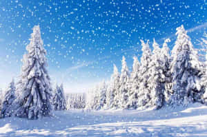 積雪的松樹，藍天白雲，雪花飄落。 — 冬季風景 壁紙