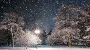 夜晚，路燈照亮了寧靜冬季公園中的樹木，雪花飄落在樹上。 — 冬季風景 壁紙