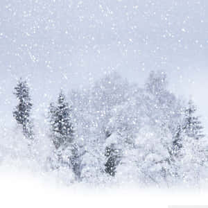 冬日森林中積雪的樹木，雪花飄落。 — 冬季風景 壁紙