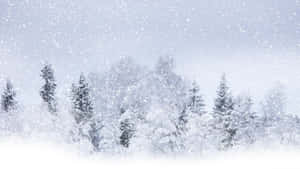 在寂靜的冬日森林中，積雪的常綠樹在飄雪下矗立。 — 低飽和 壁紙