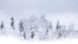 在飄雪中，寂靜的冬日森林裡積雪覆蓋的常綠樹。 — 冬季風景 壁紙