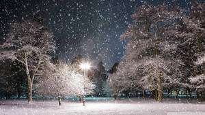 夜晚公園中街燈照亮下雪的情景。