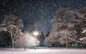 夜晚被街燈照亮的公園中積雪的樹木。 — 冬季風景 壁紙