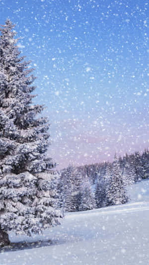 黃昏天空下冬季森林中白雪覆蓋的松樹。 — 冬季風景 壁紙