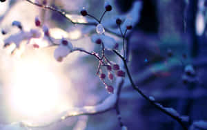 被雪覆蓋的枝條上，紅色漿果在冬日日出的光芒中閃耀。 — 自然風景動圖 壁紙