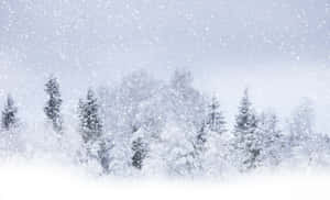 飄雪中，寂靜冬日森林裡白雪覆蓋的常青樹。 — 冬季風景 壁紙