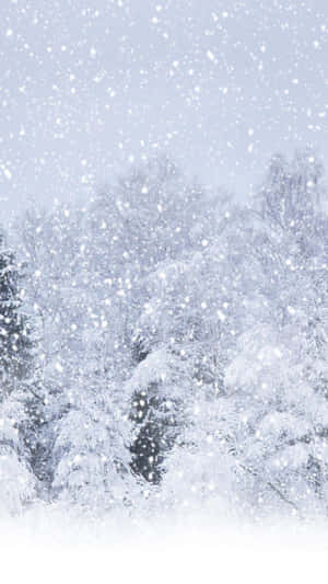 冬季森林中積雪覆蓋的樹木和飄落的雪花。 — 冬季風景 壁紙