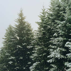 寧靜冬日森林場景中積雪的常綠樹。 — 森林湖泊 壁紙