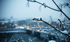 積雪的樹枝俯瞰著夜晚燈火輝煌的雪城。 — 冬季風景 壁紙
